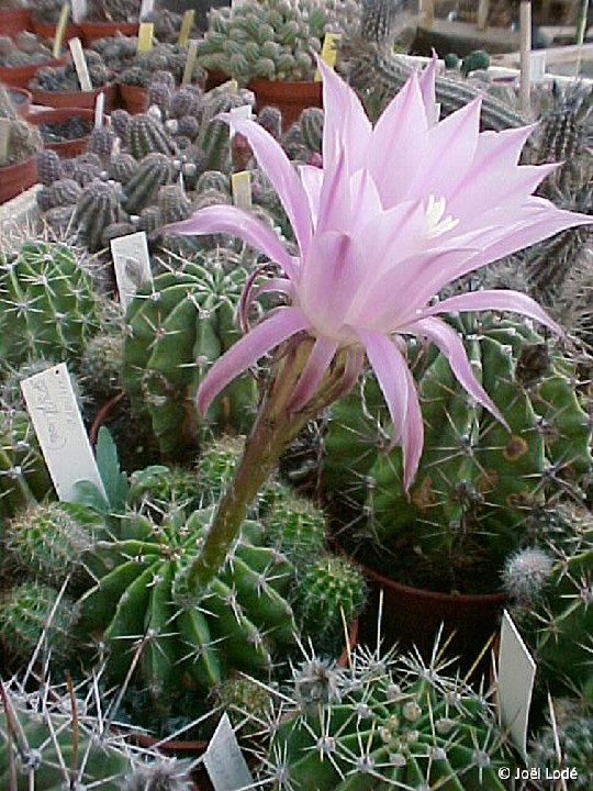 Echinopsis sp JL08-866